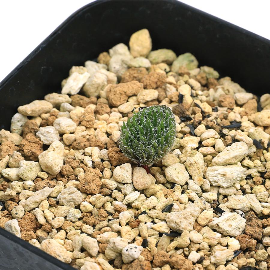 観葉植物）エリオスペルマム ケルビコルネ 3号（1鉢）ケープバルブ