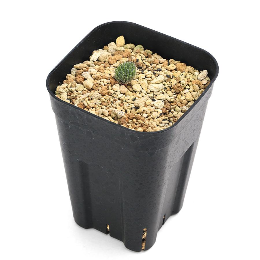 観葉植物）エリオスペルマム ケルビコルネ 3号（1鉢）ケープバルブ