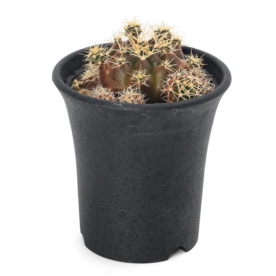 多肉植物）サボテン ギムノカリキウム ドッピアナム 2．5号