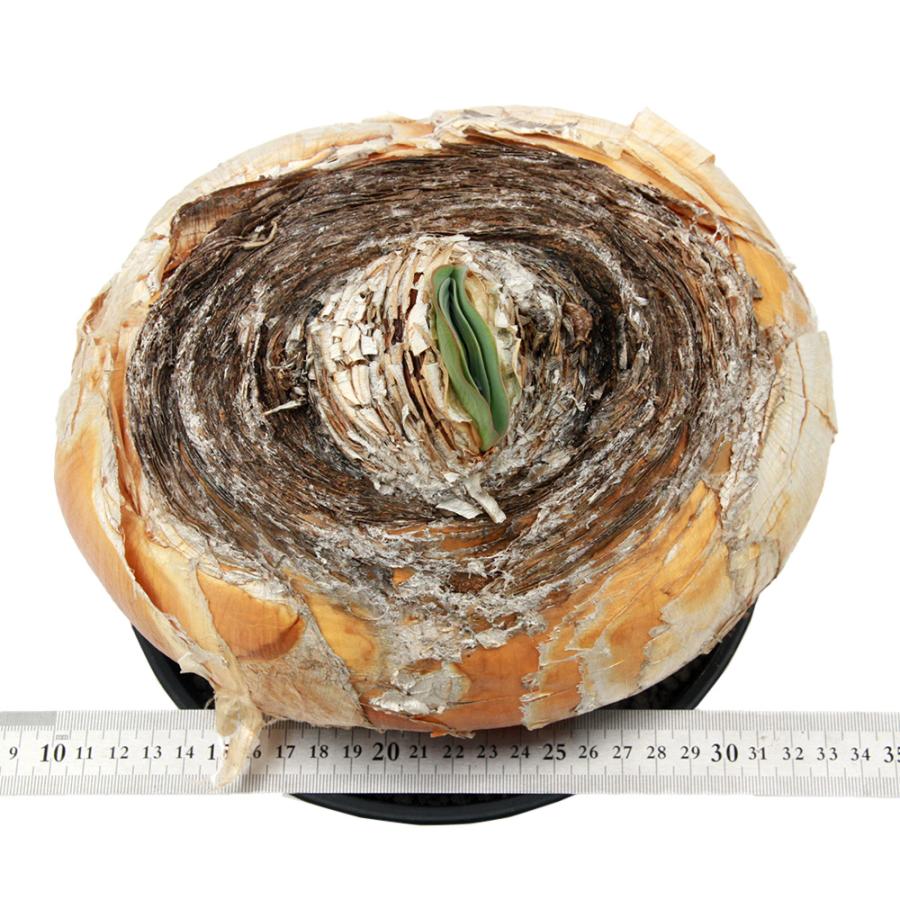 多肉植物）一点物 ブーファン ハエマンソイデス 現地株 7号（1