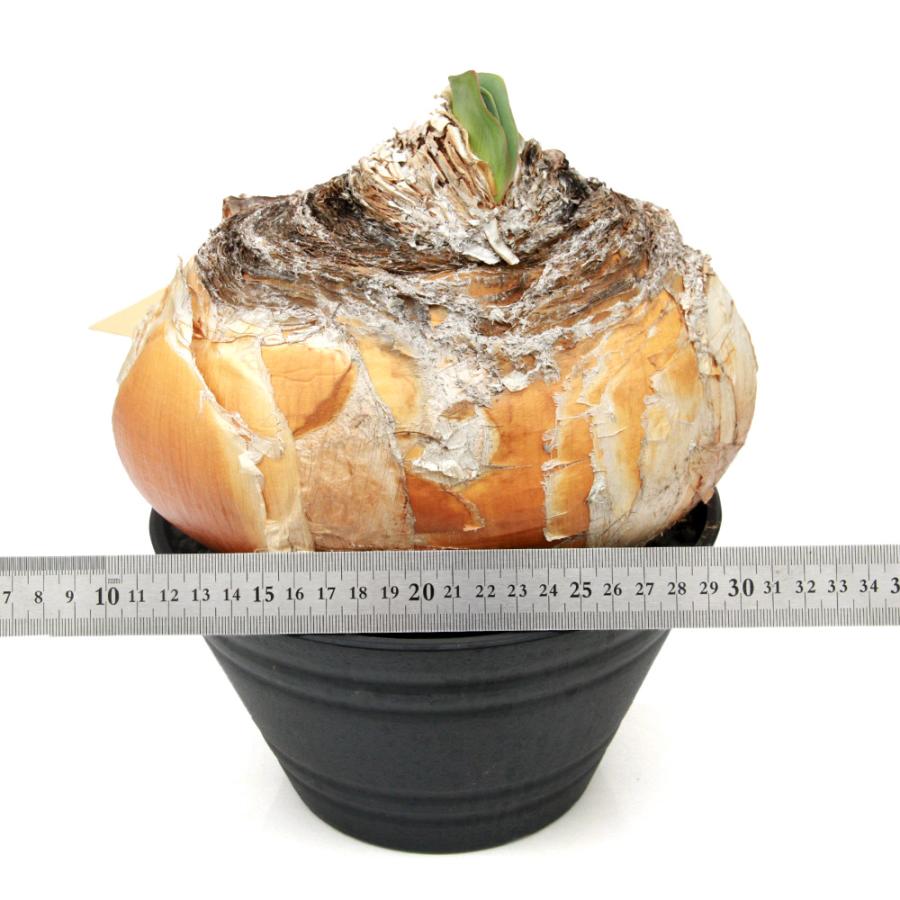 多肉植物）一点物 ブーファン ハエマンソイデス 現地株 7号（1