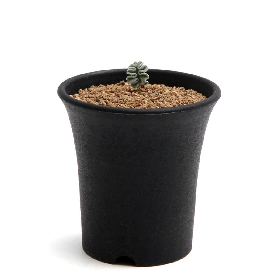 ハロウィンセール！希少 エリオスペルマム SP チタノプソイデス ケープバルブ 早い者勝ち特価！ エリオスペルマム チタノプソイデス ケープ