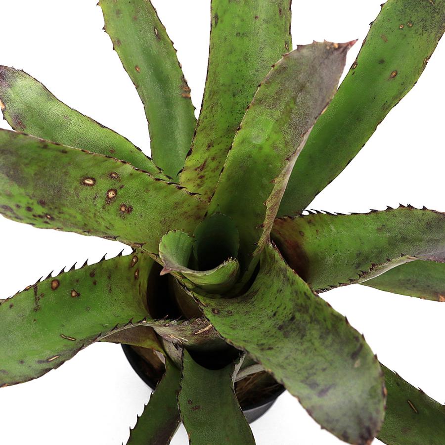 観葉植物）一点物 ホヘンベルギア サンドラズ マウンテン 3．5号（1