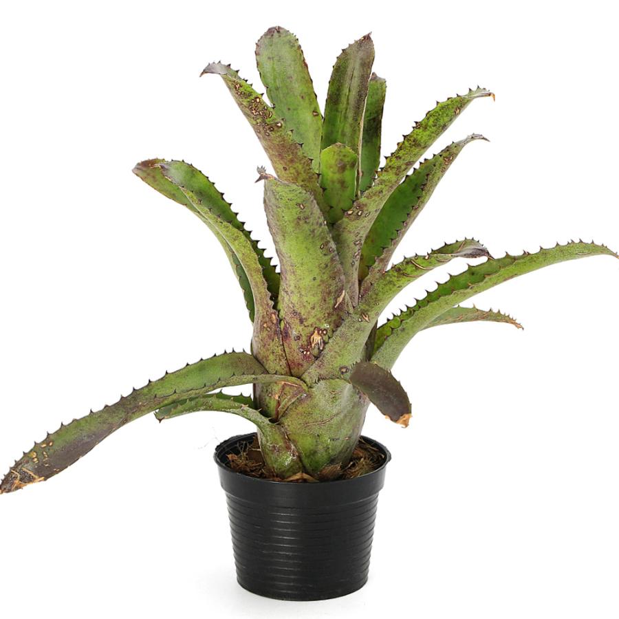 観葉植物）一点物 ホヘンベルギア サンドラズ マウンテン 3．5号（1