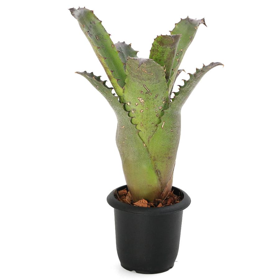 （観葉植物）一点物　ホヘンベルギア　サンドラズ　マウンテン　３号（１株）　タンクブロメリア_1
