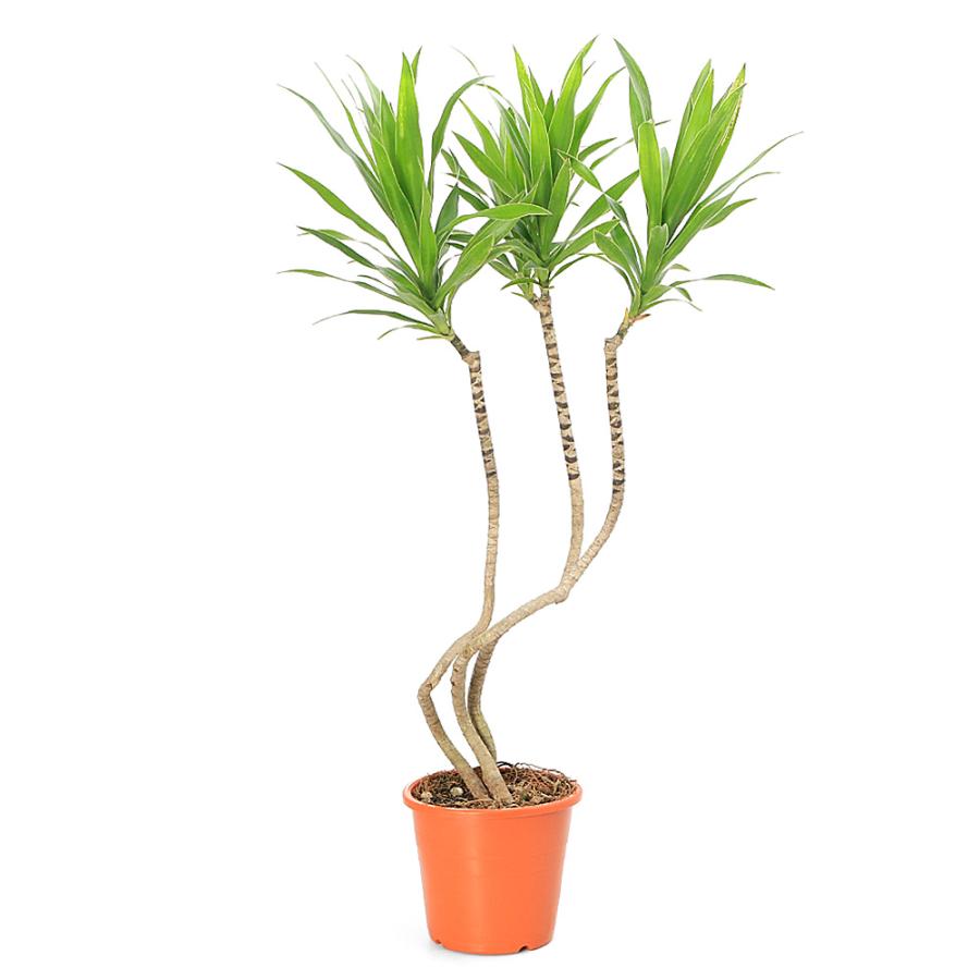 現品　ドラセナ　ナビー　観葉植物　インテリアグリーン　ドライガーデン　室内　希少 現品 ドラセナ ナビー 観葉植物 インテリアグリーン ドライガーデン