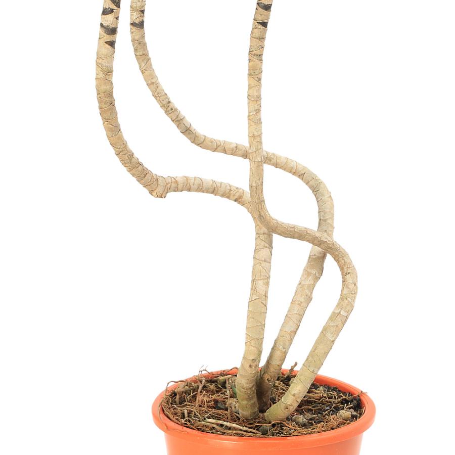 観葉植物）ドラセナ（リフレクサ） ナビー 5号（1鉢） : チャーム