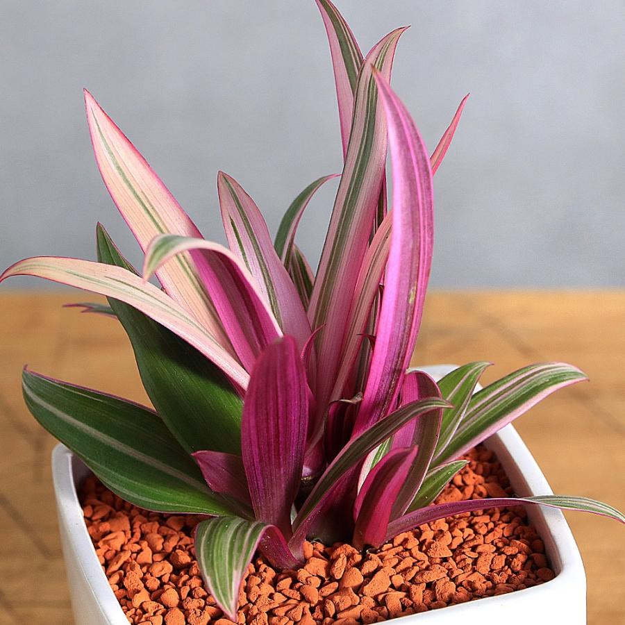 観葉植物）ムラサキオモト 陶器鉢植え スクエアホワイト（1鉢）受け皿