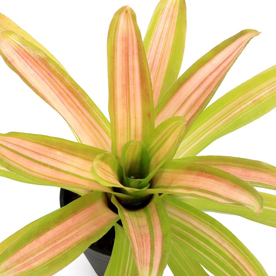 観葉植物）ネオレゲリア 'アルティマ ホワイト' 4号（1株）タンク