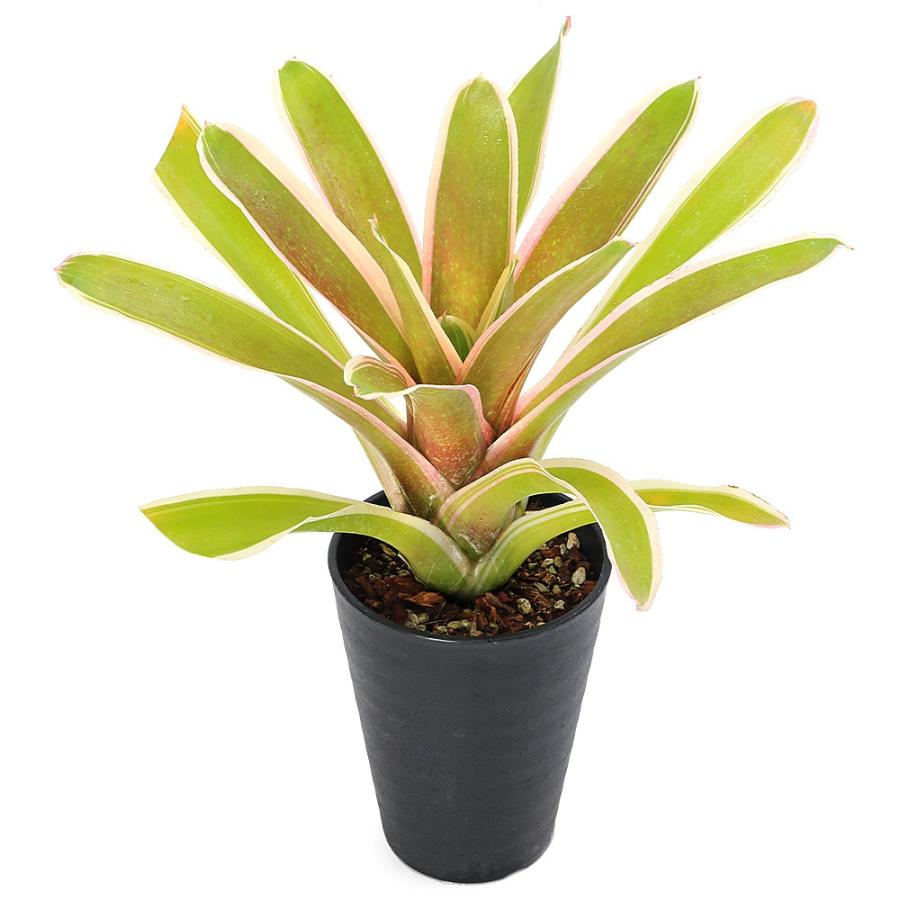 極美株・コルク板付け】ネオレゲリア ワールウィンド 観葉植物 タンク