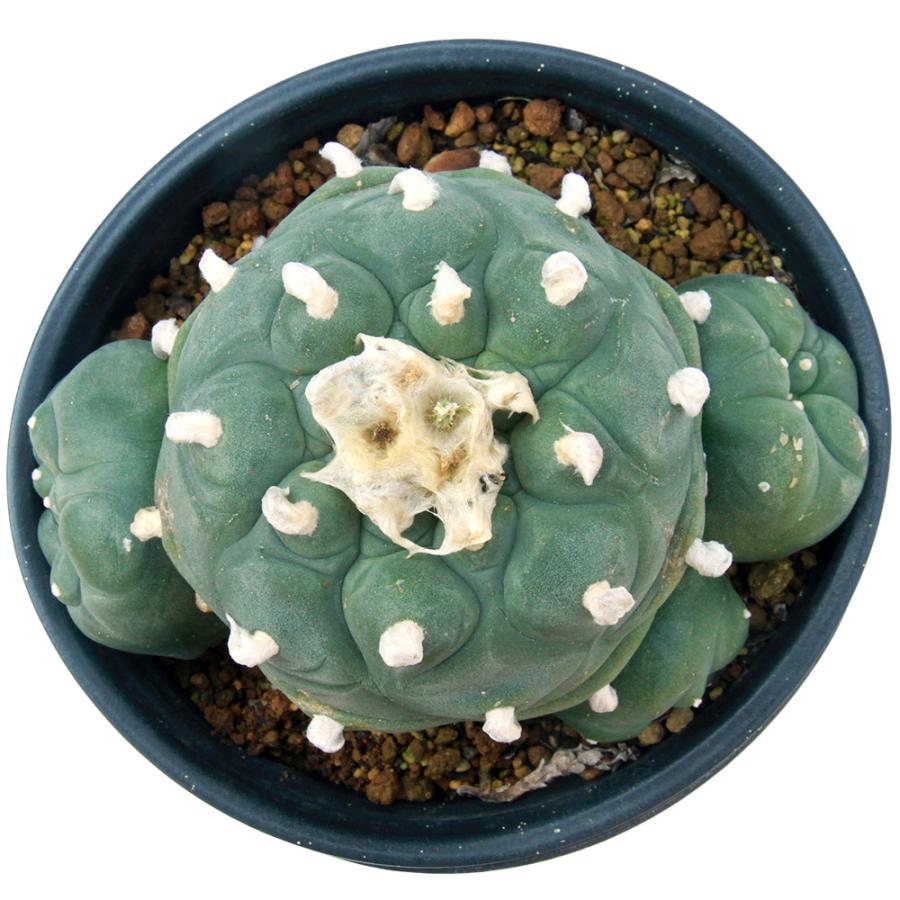 サボテン ロフォフォラ ディフューサ 翠冠玉 5号 A 【公式通販】