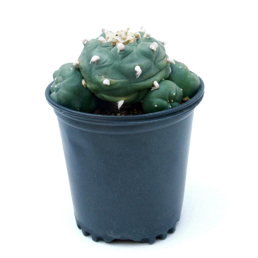 サボテン ロフォフォラ ディフューサ 翠冠玉 5号 A 【公式通販】