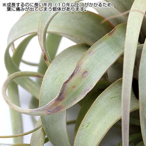 観葉植物）エアープランツの王道5種セット！（1セット