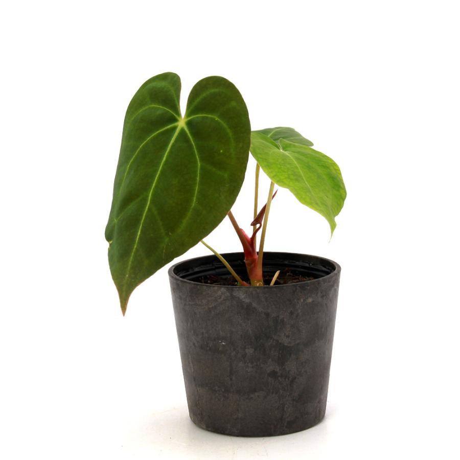 観葉植物)アンスリウム レッドダークフェニックス ハイブリッド 観葉植物)アンスリウム レッドダークフェニックス ハイブリッド