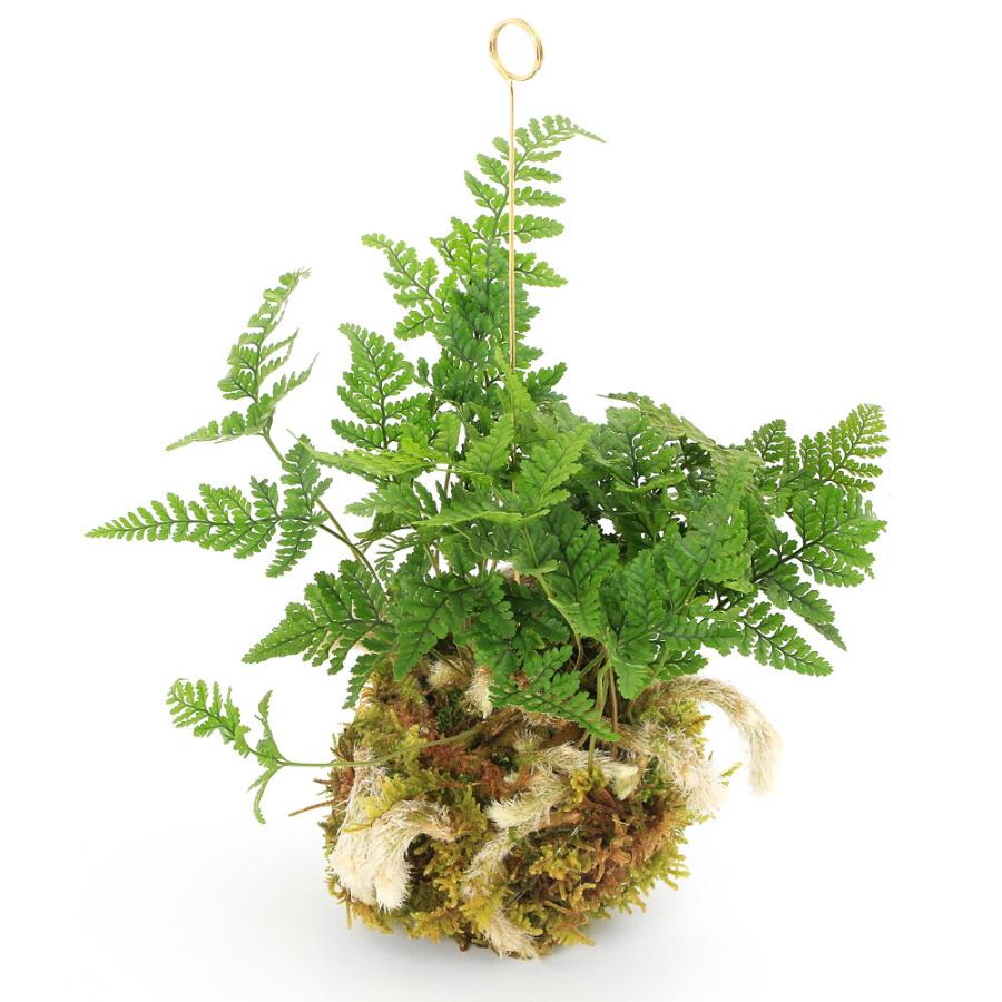 観葉植物）吊り下げ苔玉 トキワシノブ（1個）ハンギング 吊り下げ