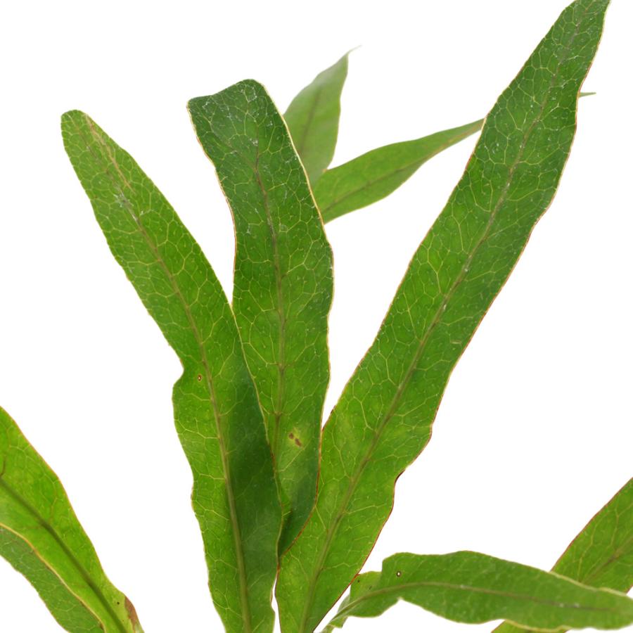 アグラオモルファ コロナンス 園芸ネット本店｜アグラオモルファ：コロナンス(カザリシダ) 4号吊り鉢