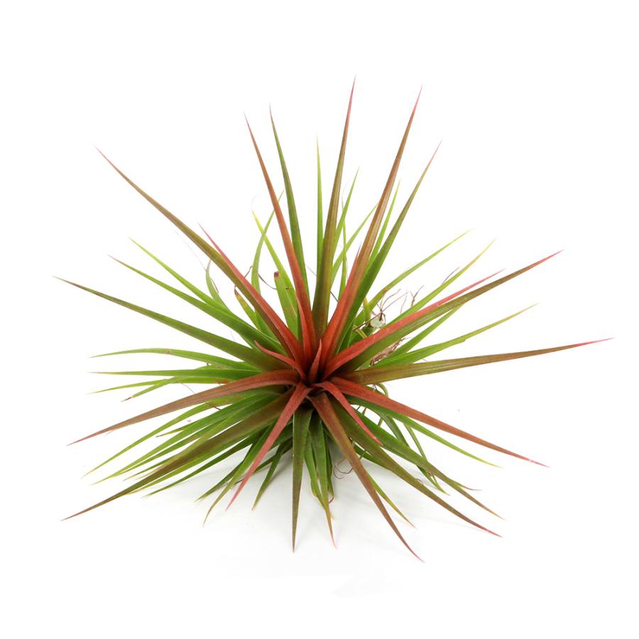 観葉植物）エアープランツ チランジア レインフォレストレッド（1個