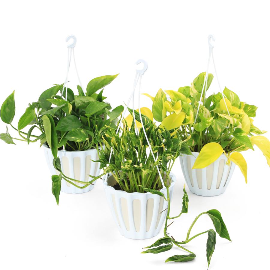 観葉植物）ポトス テルノ系 品種おまかせ 5号 吊り鉢（1鉢）PVP