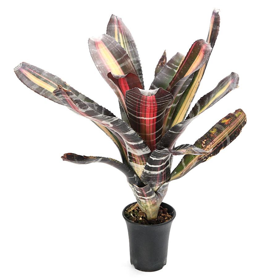 観葉植物）エクメア ロベルトメネスカル 3．5号（1株） : チャーム