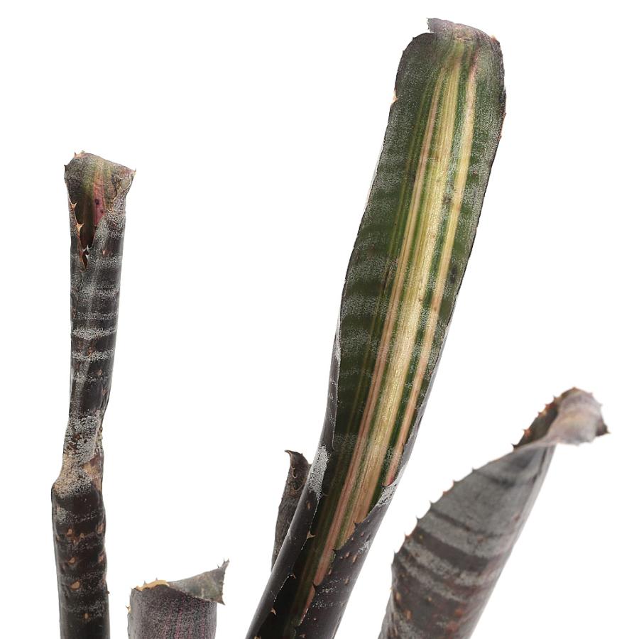 観葉植物）エクメア ロベルトメネスカル 3．5号（1株） : チャーム