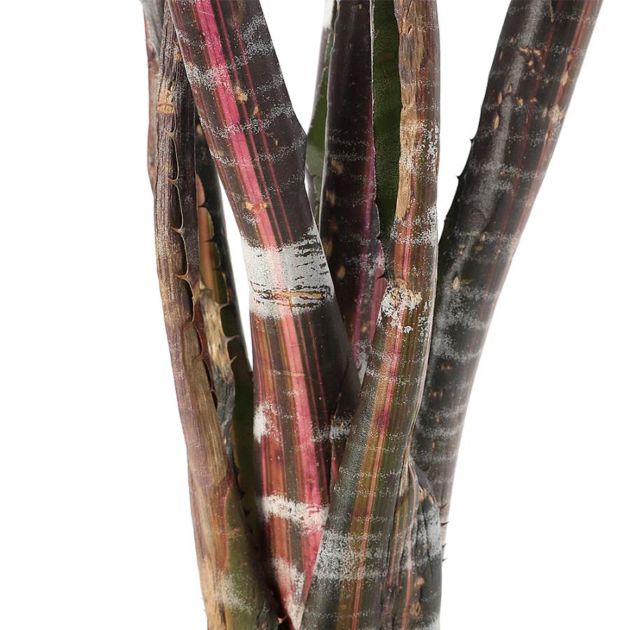 観葉植物）エクメア ロベルトメネスカル 3．5号（1株） : チャーム