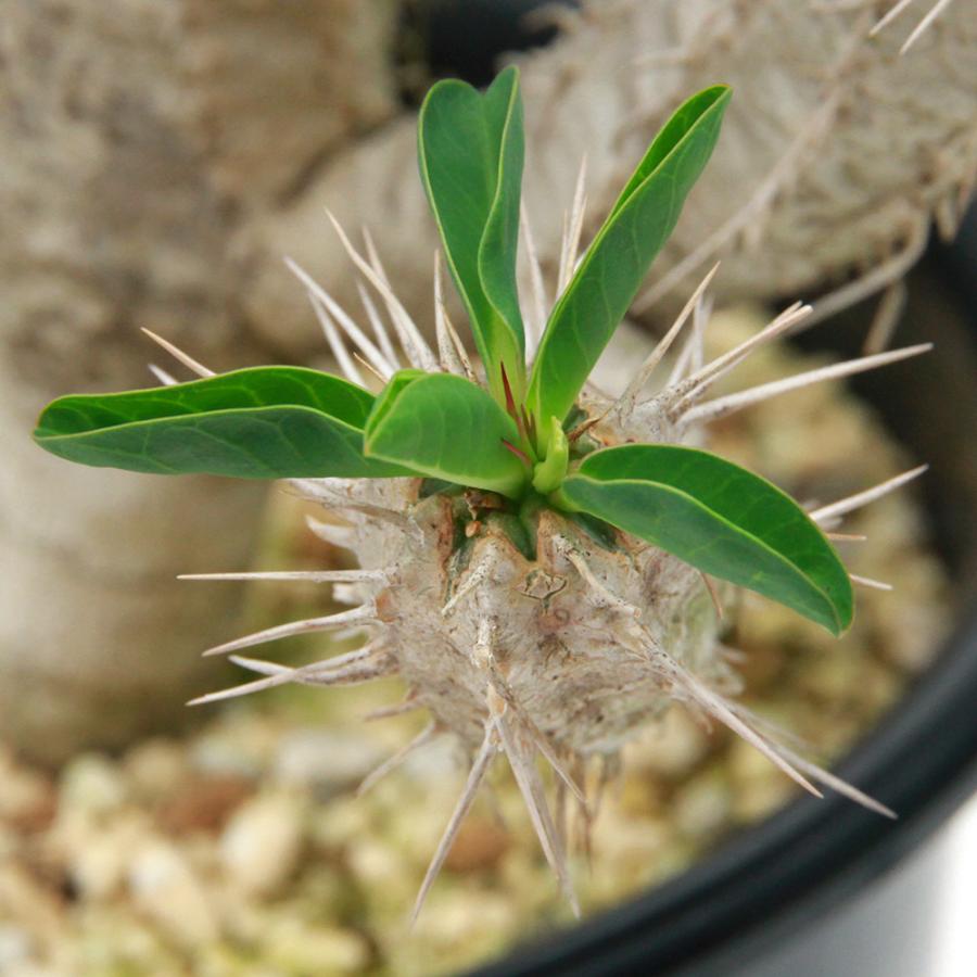 多肉植物）一点物 ユーフォルビア ギラウミニアナ 実生 5号（1