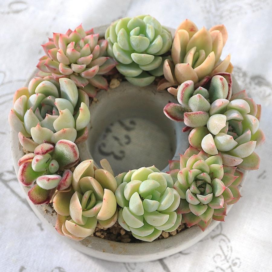 多肉植物）多肉植物のミニリース（1個） 寄せ植え : チャーム charm