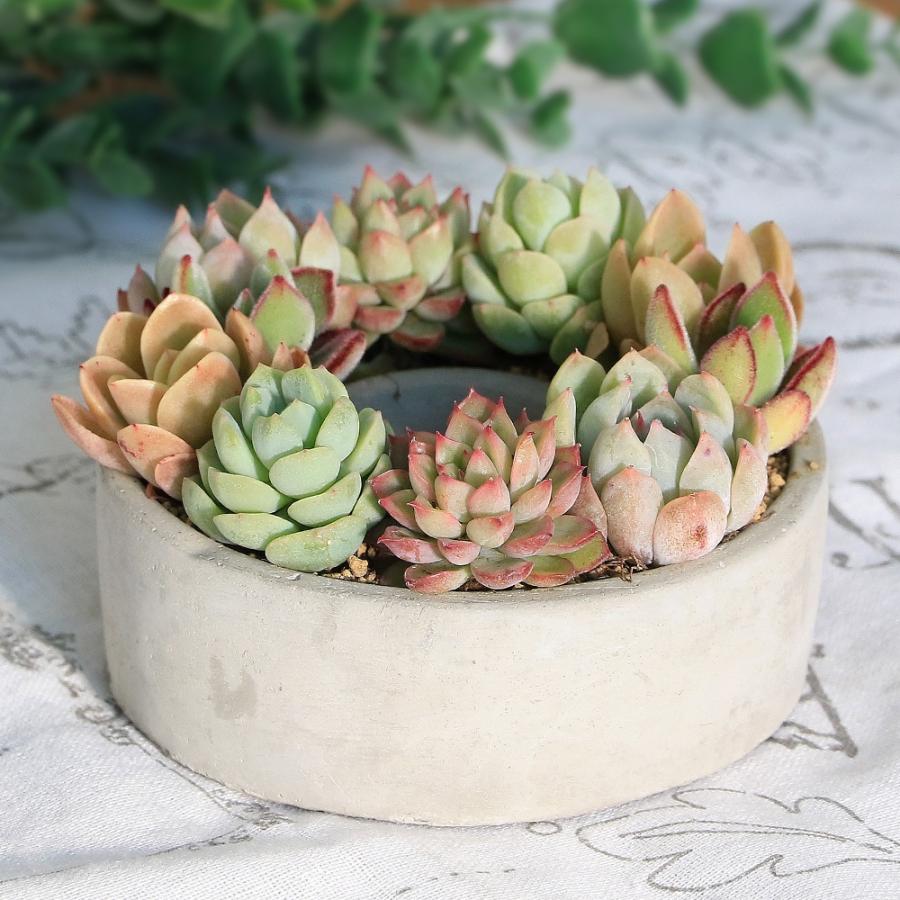 多肉植物）多肉植物のミニリース（1個） 寄せ植え : チャーム charm