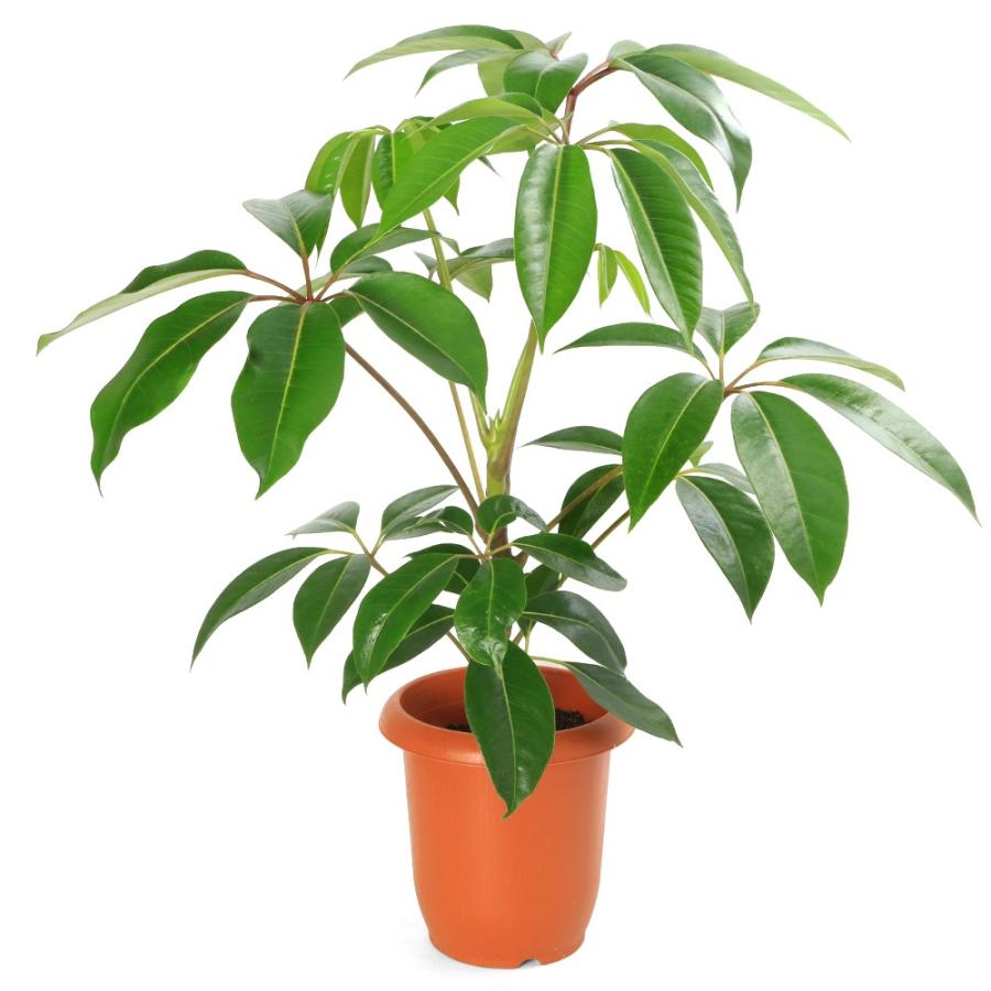 観葉植物）ツピダンサス 7号（1鉢） : チャーム charm ヤフー店