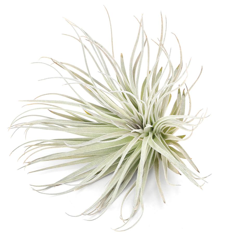 観葉植物）エアープランツ チランジア コットンキャンディ ピンクL