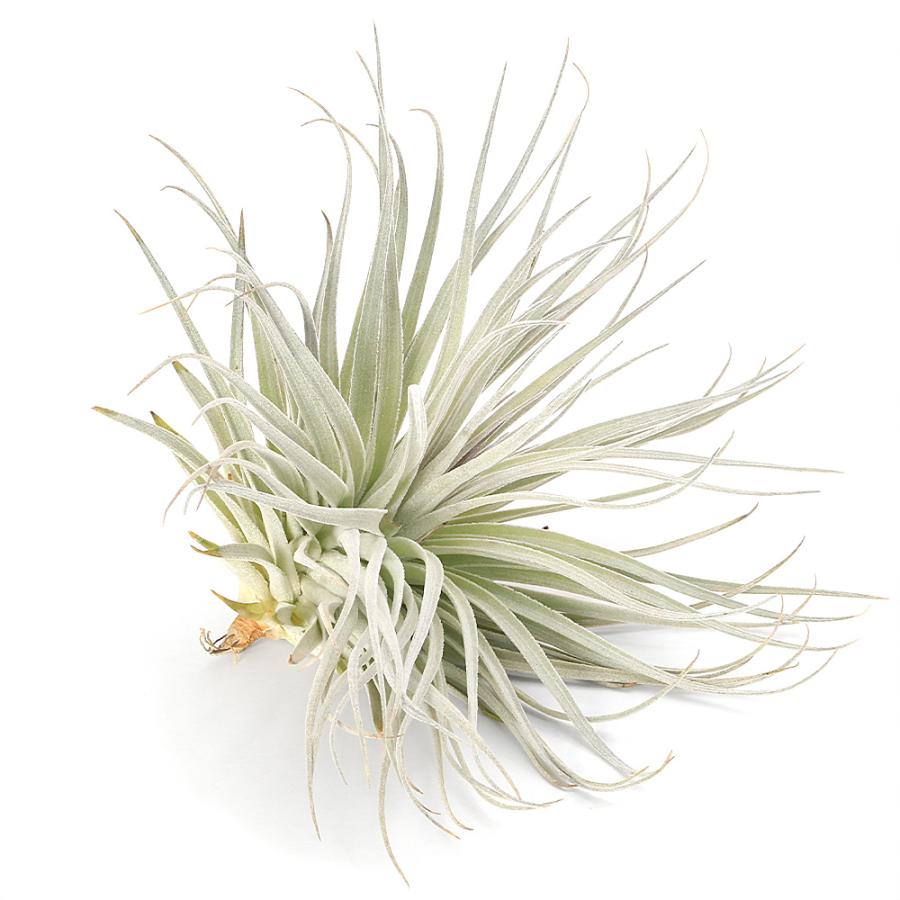 観葉植物）エアープランツ チランジア コットンキャンディ ピンクL