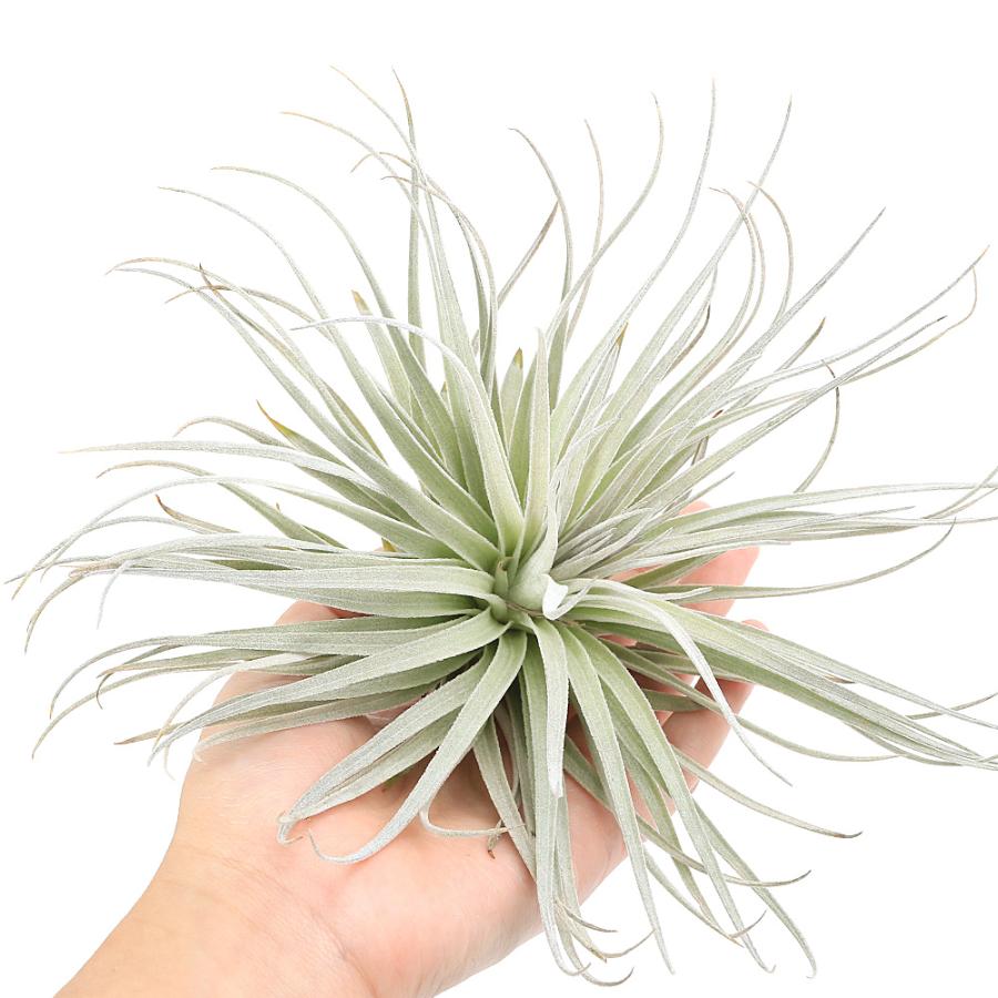 観葉植物）エアープランツ チランジア コットンキャンディ ピンクL