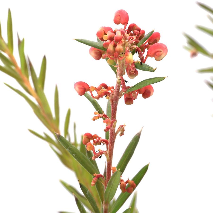 観葉植物）グレビレア ジョンエバンス 6号（1鉢） : チャーム charm