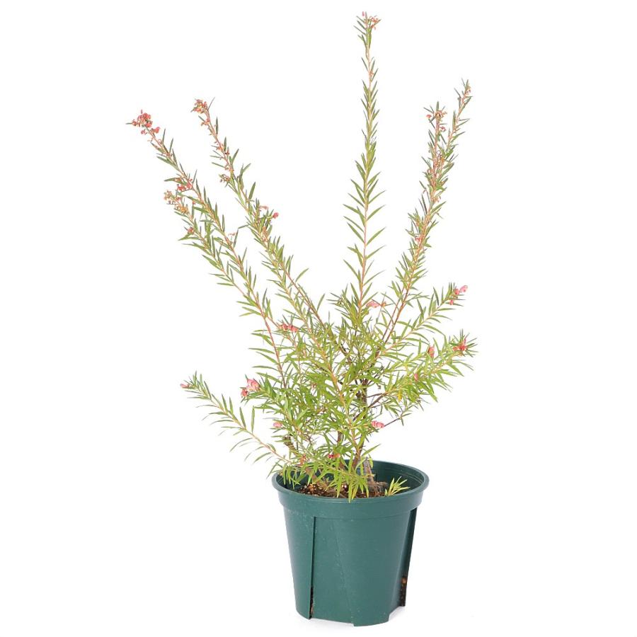 観葉植物）グレビレア ジョンエバンス 6号（1鉢） : チャーム charm