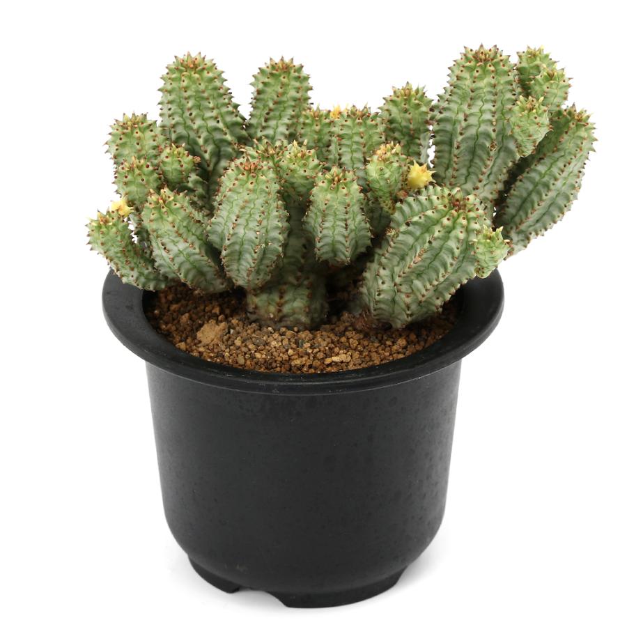 多肉植物）一点物 ユーフォルビア ペルドルシアナ 斑入り 3号（1鉢