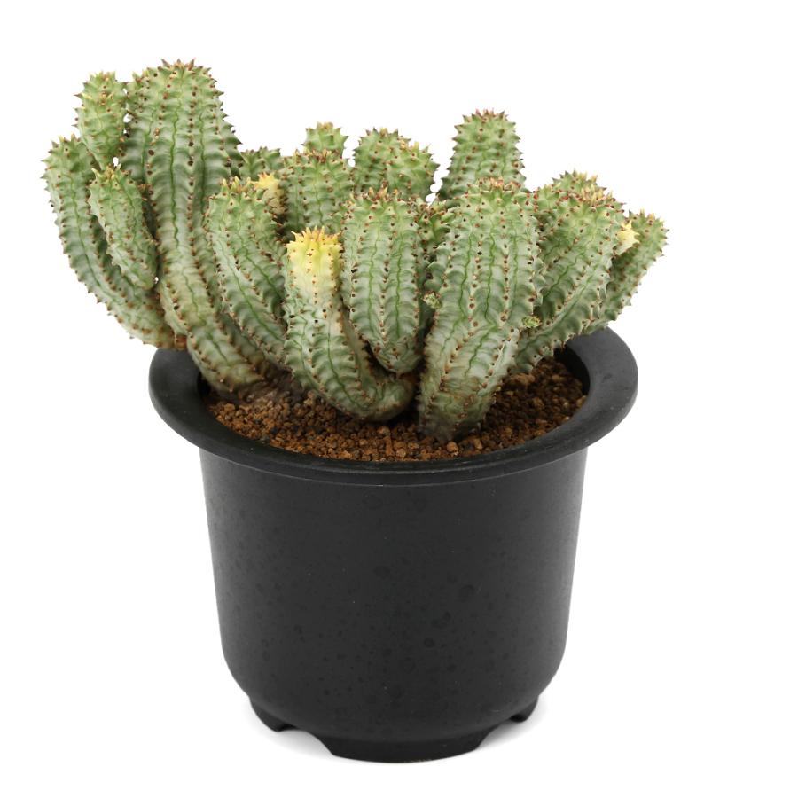 多肉植物）一点物 ユーフォルビア ペルドルシアナ 斑入り 3号（1鉢