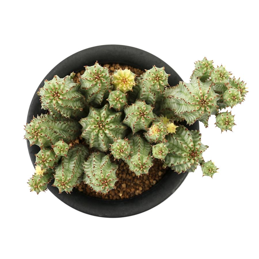 多肉植物）一点物 ユーフォルビア ペルドルシアナ 斑入り 3号（1鉢