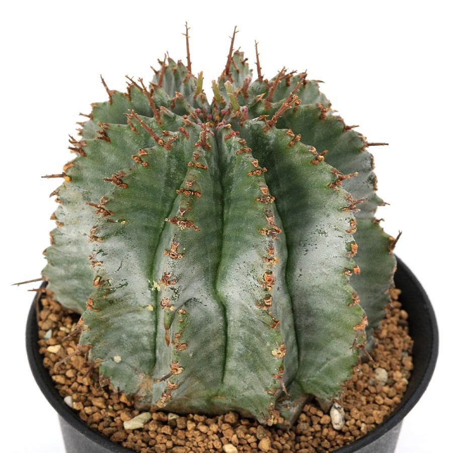 育成ライト ユーフォルビアホリダ 3株セット 育成ライト様専用 ユーフォルビアホリダ 3株セット