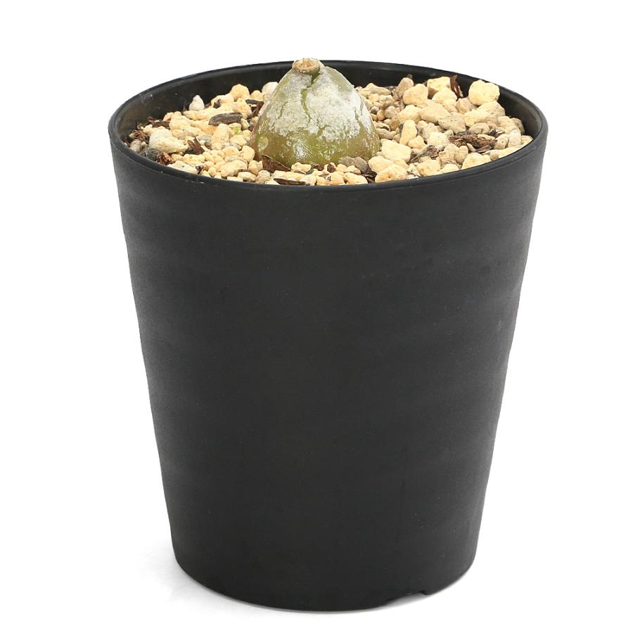 多肉植物）コノフィツム ブルゲリ 3号（1鉢） : チャーム charm