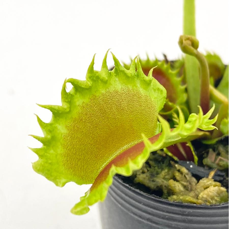 食虫植物）ハエトリソウ ダンプリング 2号（1ポット） : チャーム