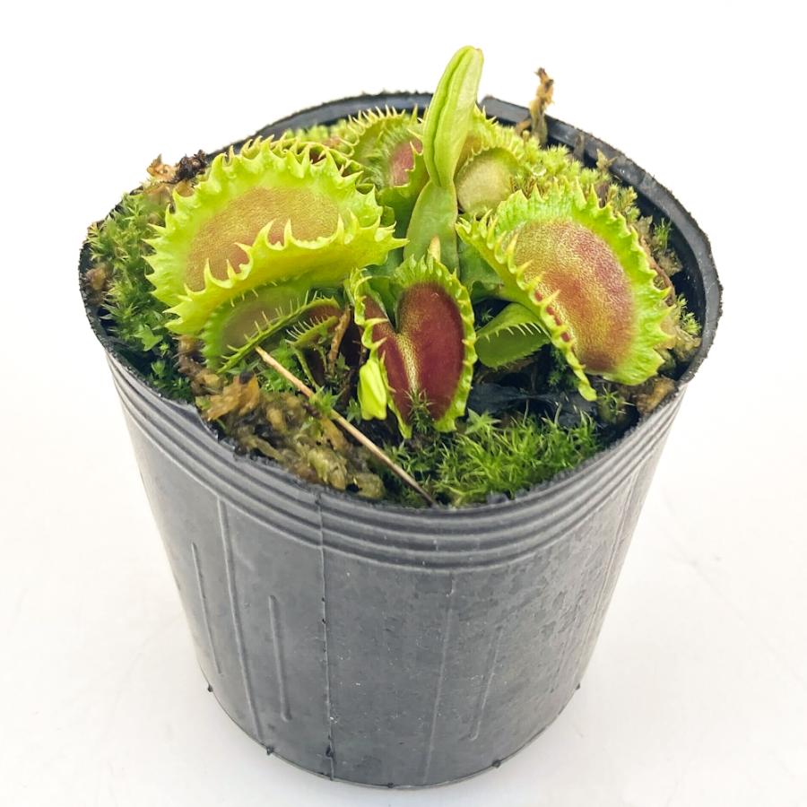食虫植物）ハエトリソウ ダンプリング 2号（1ポット） : チャーム