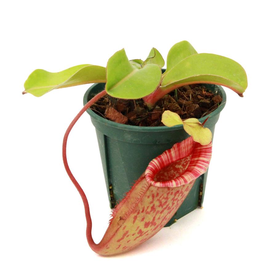 食虫植物)一点物 ネペンテス (ラジャ×ミラ)×[(ビーチ 食虫植物)一点物 ネペンテス (ラジャ×ミラ)×[(ビーチ