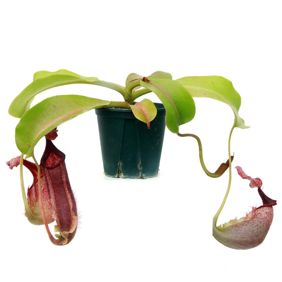 食虫植物)一点物 ウツボカズラ ネペンテス マキシマ×[ビーチ 食虫植物)一点物 ウツボカズラ ネペンテス マキシマ×[ビーチ