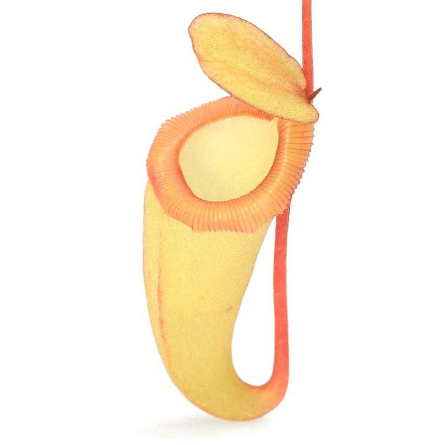 食虫植物）ウツボカズラ ネペンテス 挿し木 品種おまかせ 2号（1