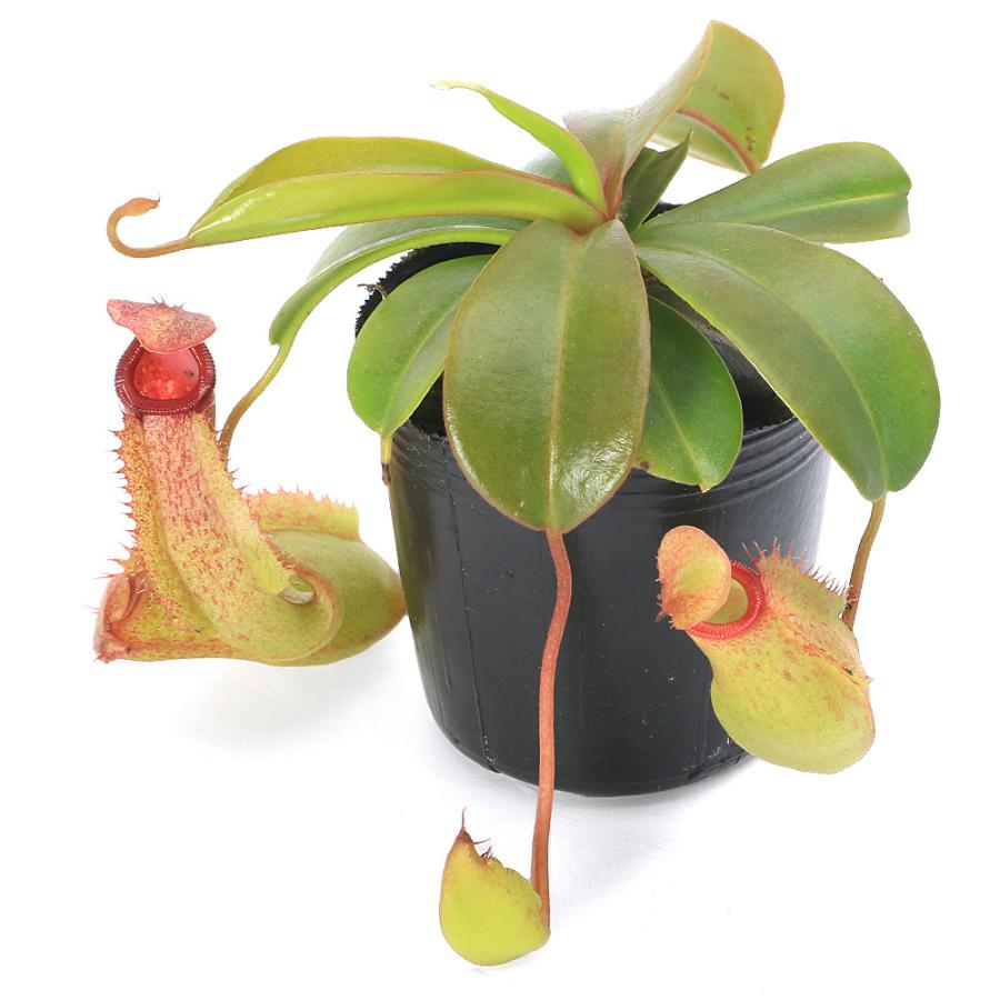 食虫植物）ウツボカズラ ネペンテス ミミス キス 2号（1ポット