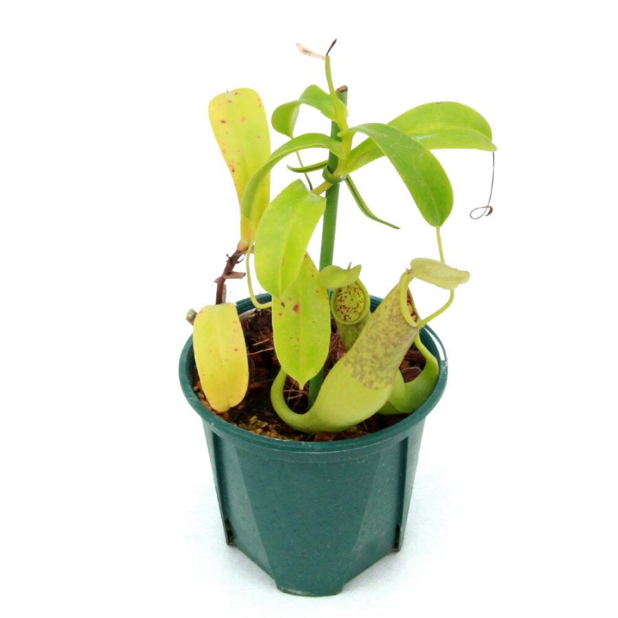 食虫植物）ウツボカズラ ネペンテス アドリアニー 3号（1鉢） 楽天 
