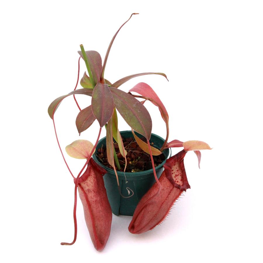 食虫植物 ネペンテス ベントリコーサ×ローイ ハイブリッド 5号鉢 Amazon.co.jp: PLANCHU 食虫植物 ネペンテス ベントリコーサ