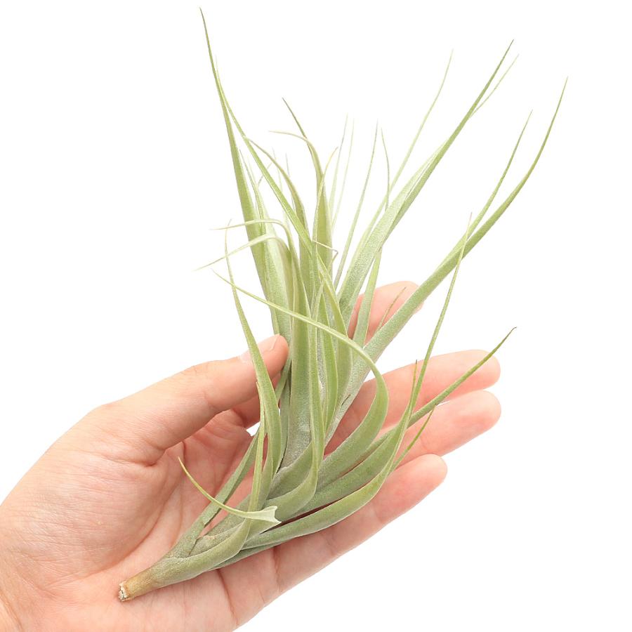 観葉植物）エアープランツ チランジア キエロエンシス Mサイズ（1株