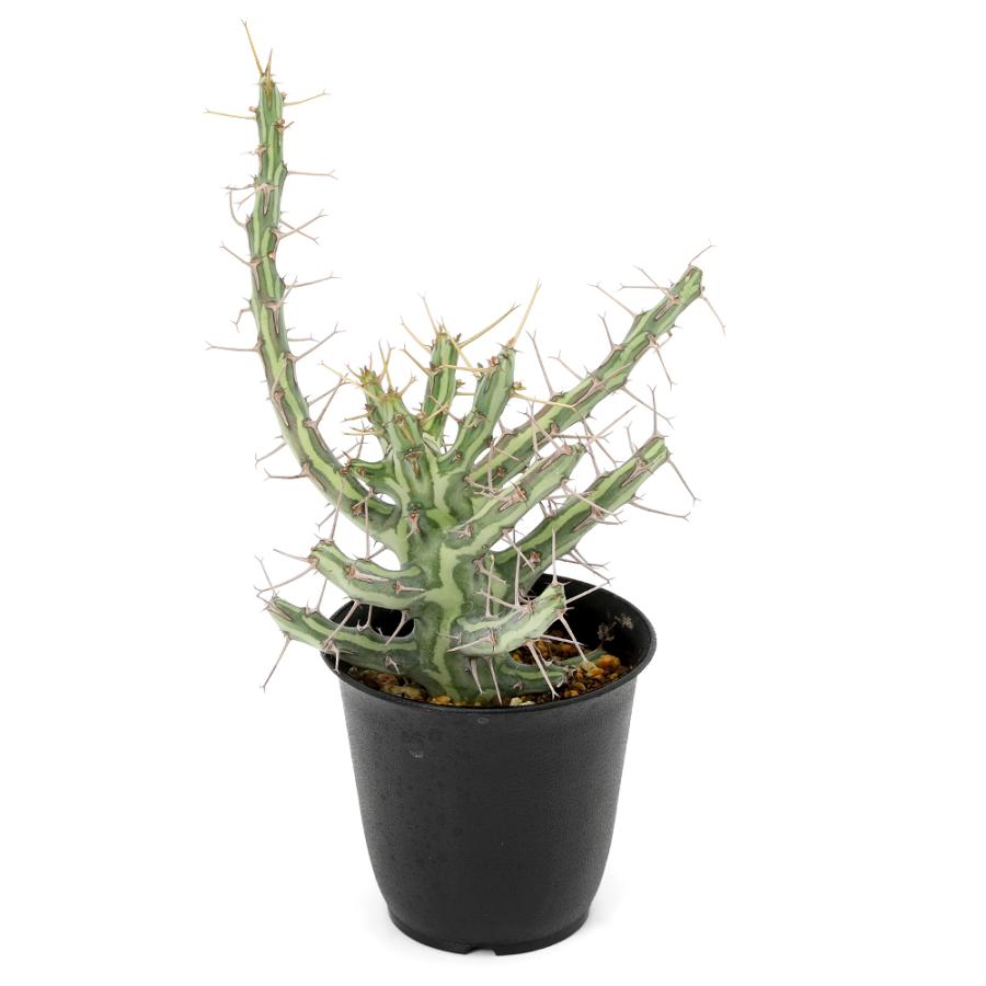 多肉植物）一点物 ユーフォルビア シザカンサ 2．5号（1鉢