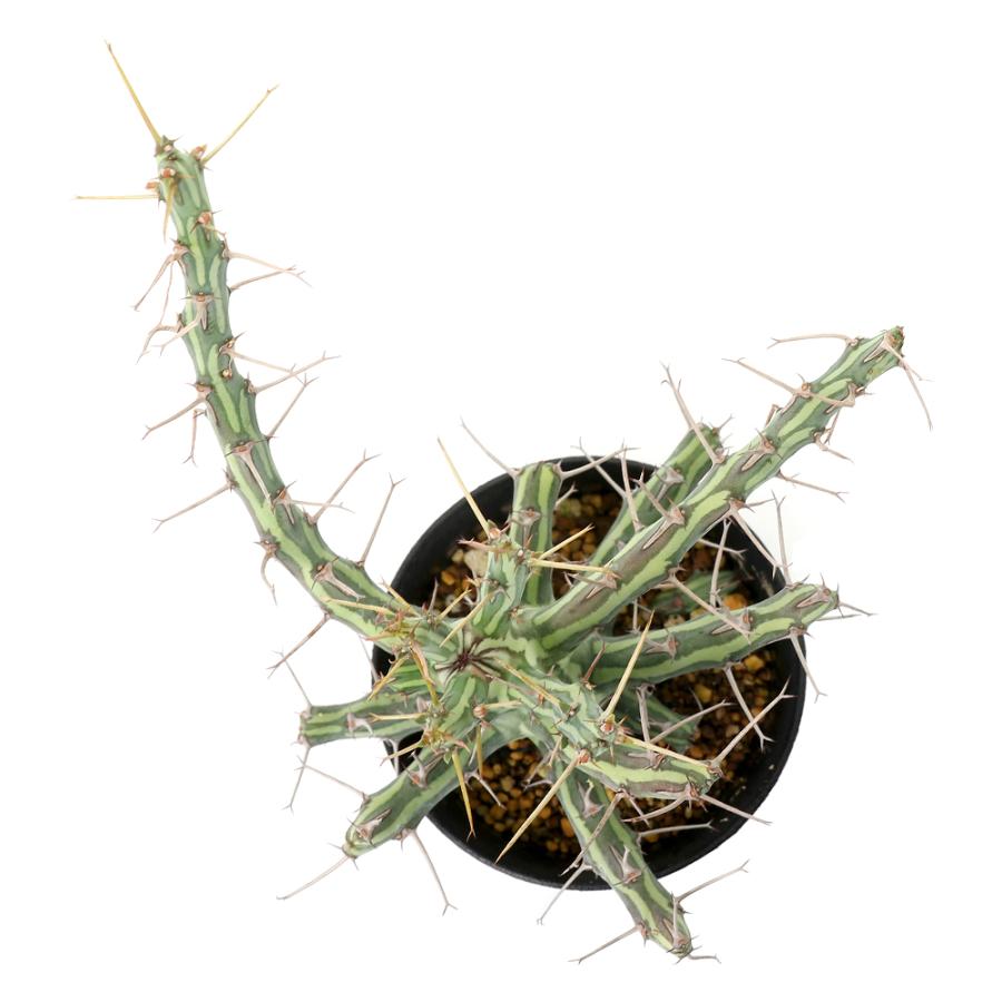 多肉植物）一点物 ユーフォルビア シザカンサ 2．5号（1鉢